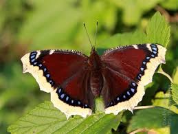 Attēlu rezultāti vaicājumam “Nymphalis antiopa”