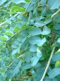 Attēlu rezultāti vaicājumam “Caragana arborescens leaf”