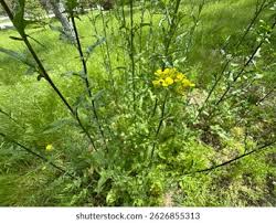 Attēlu rezultāti vaicājumam “Sisymbrium loeselii”