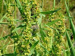Attēlu rezultāti vaicājumam “Rumex maritimus leaf”