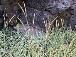 Attēlu rezultāti vaicājumam “Leymus arenarius”