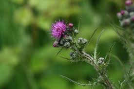 Attēlu rezultāti vaicājumam “Cirsium palustre flower”