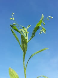 Attēlu rezultāti vaicājumam “Myosotis sparsiflora flower”