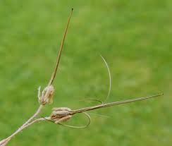 Attēlu rezultāti vaicājumam “Erodium cicutarium fruit”