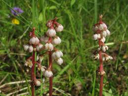 Attēlu rezultāti vaicājumam “Pyrola minor flower”
