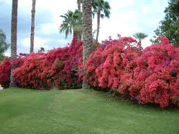 Image result for bougainvillea