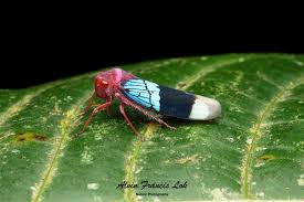 Attēlu rezultāti vaicājumam “Cicadellidae”