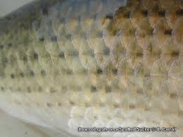 Image result for Minytrema melanops