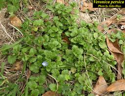 Attēlu rezultāti vaicājumam “Veronica persica”