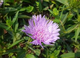 Image result for Aster amellus