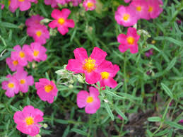 Attēlu rezultāti vaicājumam “Helianthemum x hybridum flower”
