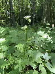 Attēlu rezultāti vaicājumam “Chaerophyllum aromaticum leaf”