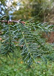 Attēlu rezultāti vaicājumam “Taxus”