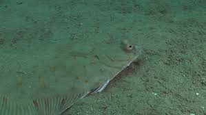 Image result for Pleuronectes platessa