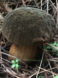 Attēlu rezultāti vaicājumam “Porphyrellus porphyrosporus”