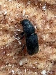 Attēlu rezultāti vaicājumam “Scolytidae”