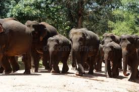 Image result for pinawella