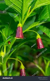 Attēlu rezultāti vaicājumam “Scopolia carniolica flower”