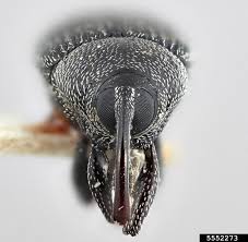 Attēlu rezultāti vaicājumam “Aphis confusa”