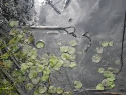 Attēlu rezultāti vaicājumam “Hydrocharis morsus-ranae fruit”