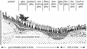 Attēlu rezultāti vaicājumam “Populus x lettland”