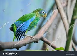 Attēlu rezultāti vaicājumam “Collaria sp.”