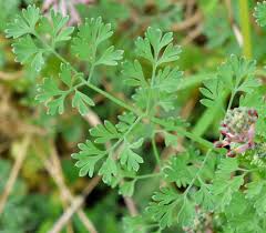 Image result for Fumaria officinalis