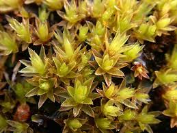 Attēlu rezultāti vaicājumam “Bryum caespiticium”