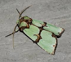 Attēlu rezultāti vaicājumam “Staurophora celsia”