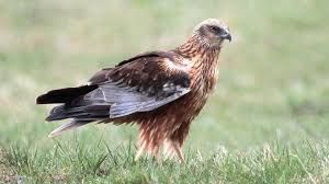 Attēlu rezultāti vaicājumam “Circus aeruginosus”