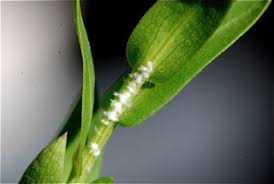 Attēlu rezultāti vaicājumam “Cixiidae”