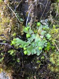 Attēlu rezultāti vaicājumam “Reboulia hemisphaerica”