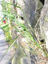 Attēlu rezultāti vaicājumam “Poa nemoralis leaf”