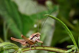 Attēlu rezultāti vaicājumam “Metrioptera roeselii”