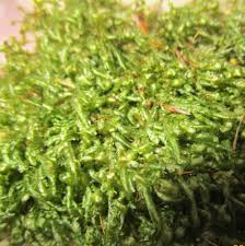 Attēlu rezultāti vaicājumam “Homalia trichomanoides”