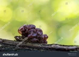 Attēlu rezultāti vaicājumam “Ascotremella faginea”