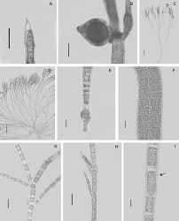 Attēlu rezultāti vaicājumam “Chaetophora pisiformis”