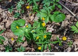 Attēlu rezultāti vaicājumam “Ranunculus cassubicus”