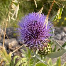 Attēlu rezultāti vaicājumam “Silybum marianum fruit”