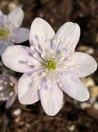 Attēlu rezultāti vaicājumam “Hepatica nobilis flower”