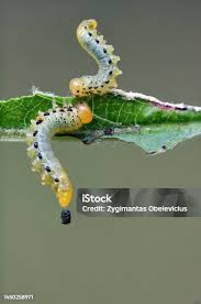 Attēlu rezultāti vaicājumam “Pristiphora maesta larva”