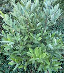 Image result for Leaves Green Bowmen