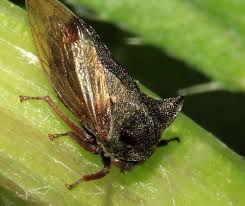 Attēlu rezultāti vaicājumam “Centrotus cornutus”