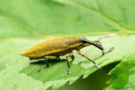 Attēlu rezultāti vaicājumam “Lixus iridis”