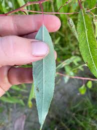 Attēlu rezultāti vaicājumam “Salix daphnoides leaf”