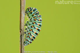 Attēlu rezultāti vaicājumam “Papilio machaon larva”