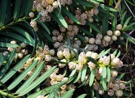 Attēlu rezultāti vaicājumam “Taxus baccata male flower”