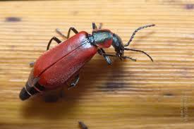 Attēlu rezultāti vaicājumam “Anthocomus rufus”