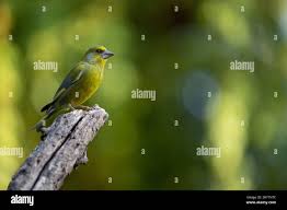 Attēlu rezultāti vaicājumam “Chloris chloris male”