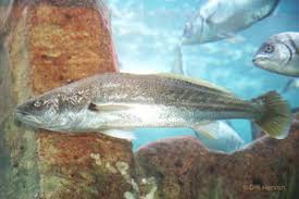 Image result for Argyrosomus inodorus